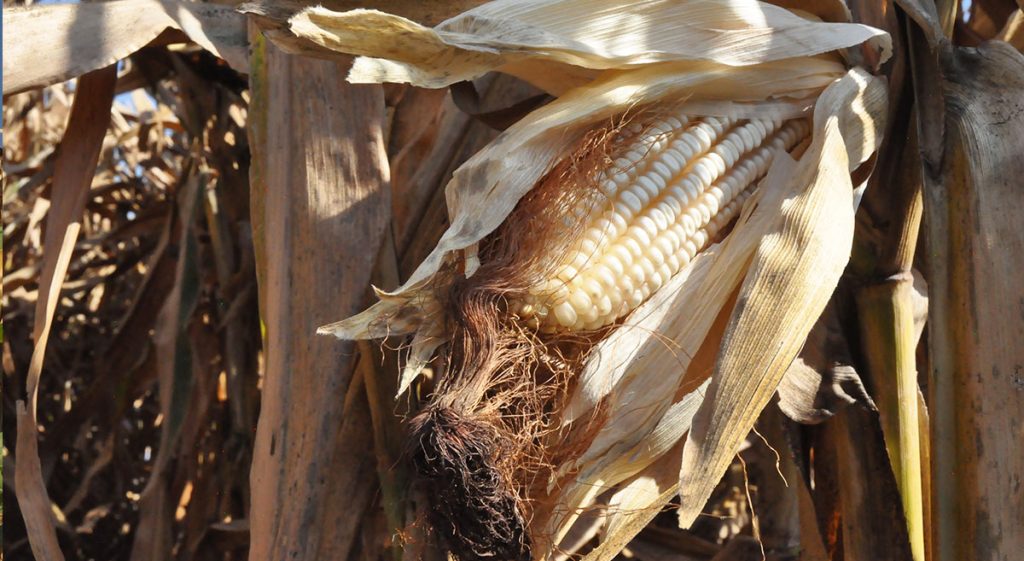 La Importancia De Conocer Las Malezas Cimmyt Idp