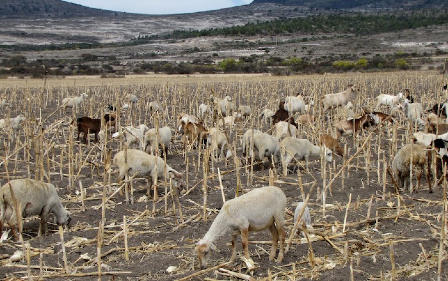 Los rastrojos y la nutrición del ganado – CIMMYT | IDP