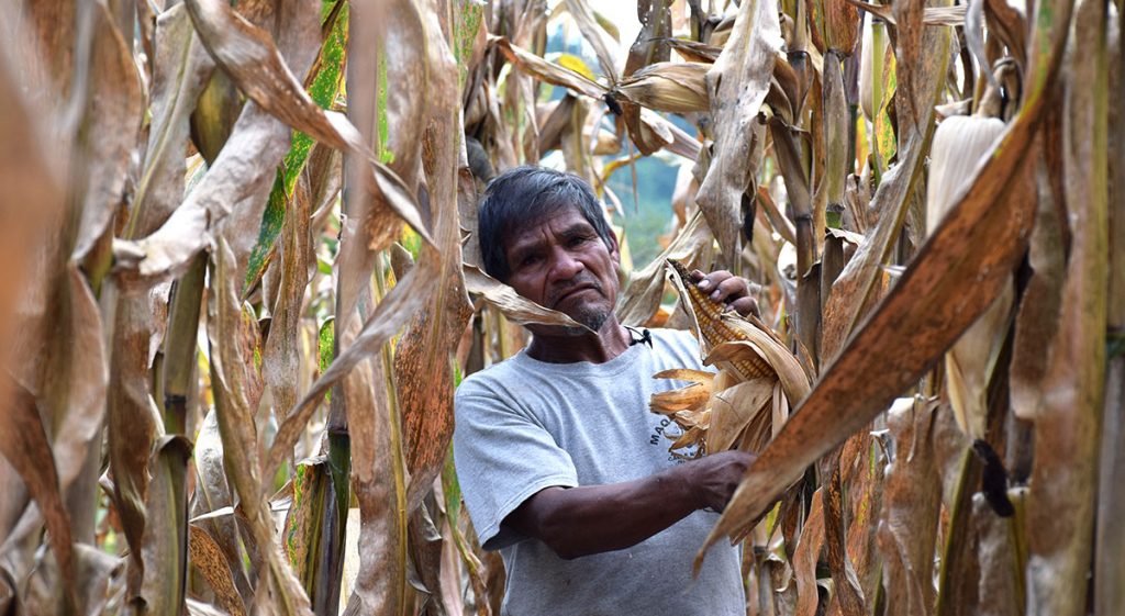 MasAgro – CIMMYT | IDP