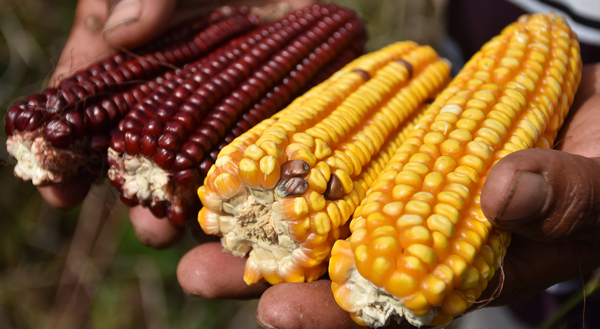 Tres tipos de maíz altamente nutritivos – CIMMYT | IDP