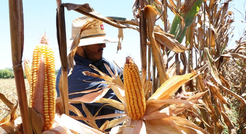 Apoyo Al Abastecimiento Responsable Y Agricultura Sustentable De Maíz Cimmyt Idp 1686