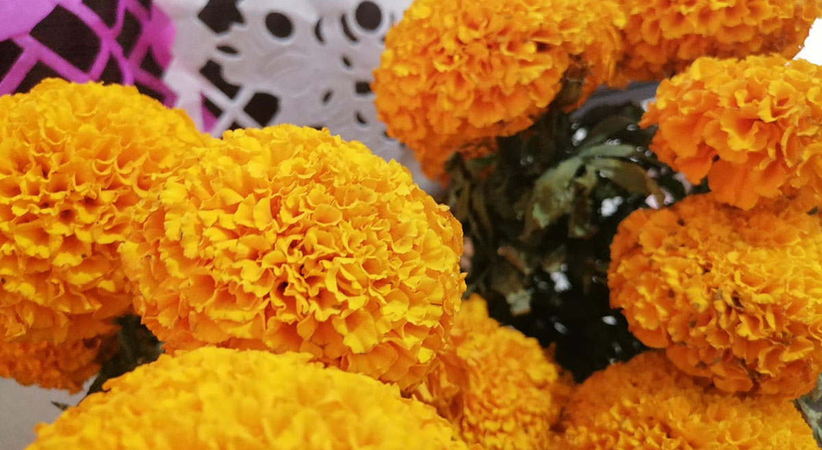 Una flor de colores vivos para recordar a los muertos – CIMMYT | IDP